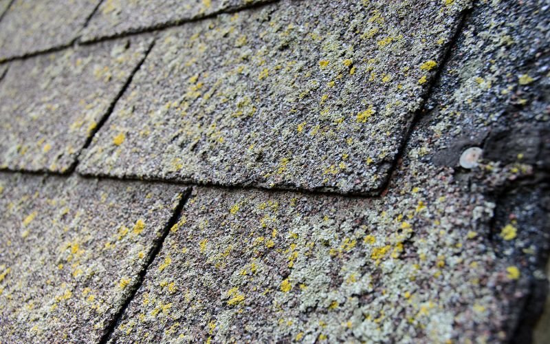 moss and algae on roof