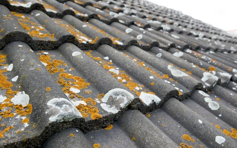 algae and moss on roof