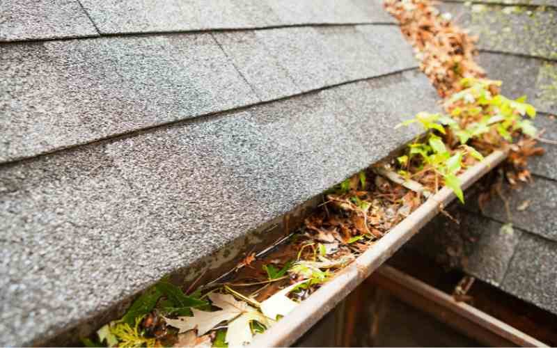 roof gutters filled with dry leaves