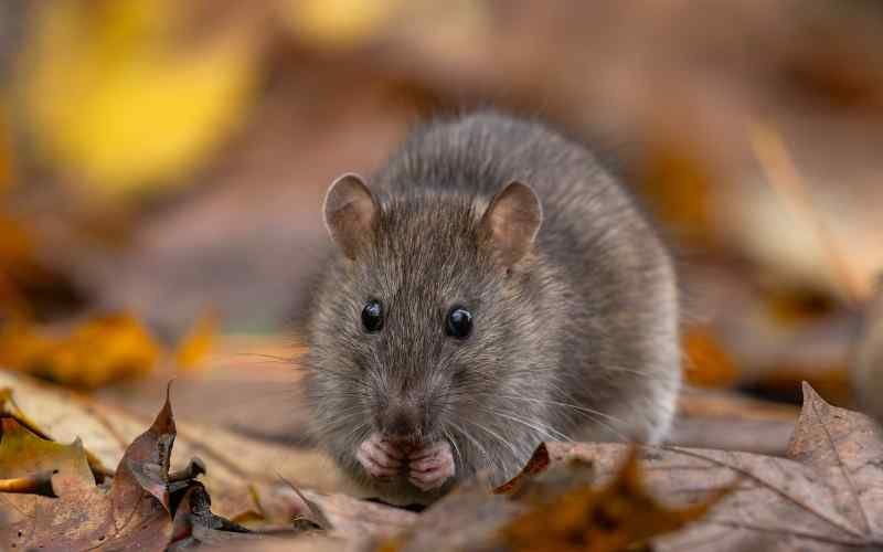 Why Your Roof Restoration Must Include Pest-Proofing