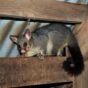 Possum vs. Roofer: Who is Actually Responsible for That Hole?